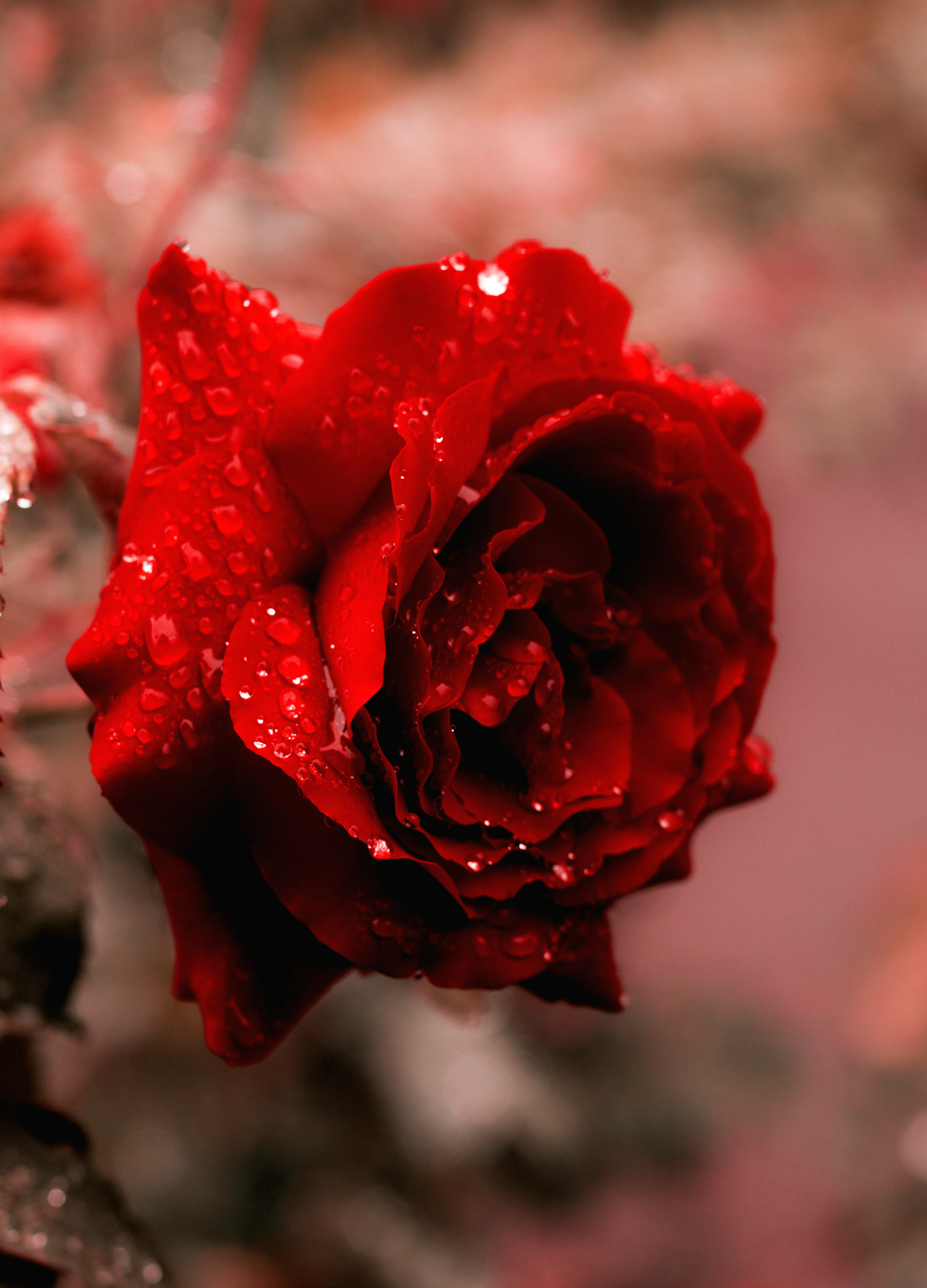 Bouquet preview
